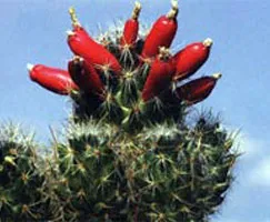 fructe cactus Filler