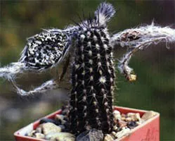 fructe cactus Filler