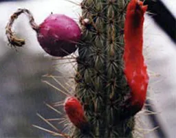 fructe cactus Filler