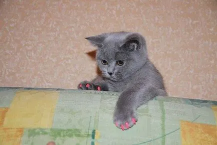 Scuff нокти за котки - характеристики и правила за ползване