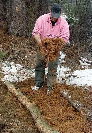 Peste noapte în pădure cum să construiască un pat de foc