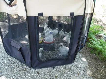 Kezdőknek csirke, hő és szúnyogok ellen