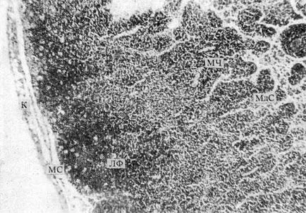 Цел симптоми на хормонални spondylopathies - общи симптоми на хормонални spondylopathies -