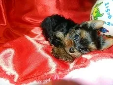 Rólunk - yorkshire terrier kennel, kiskutya vásárolni York törzskönyvvel, http