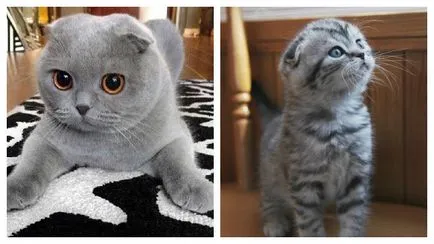 Descriere Aspectul Scottish Fold