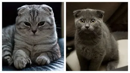 Descriere Aspectul Scottish Fold