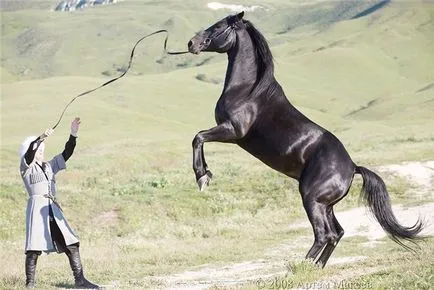 Leírás és előnyei Karachai fajta lovak