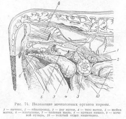 organele reproductive feminine