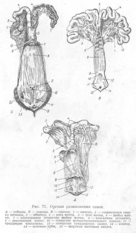 organele reproductive feminine