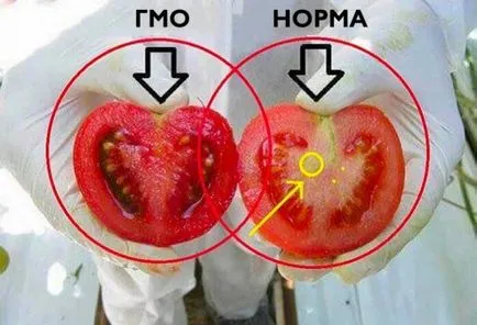 Пазете се отровата! Ето как да се определи ГМО домати с 2 лесни стъпки