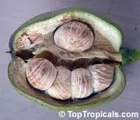 Guiana Chestnut - 