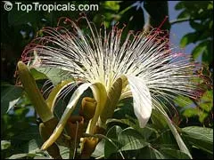 Guiana Chestnut - 