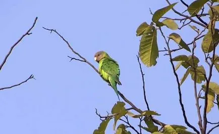 Ozherelovy Parrot Kramer видове папагали ozherelovogo (снимка)