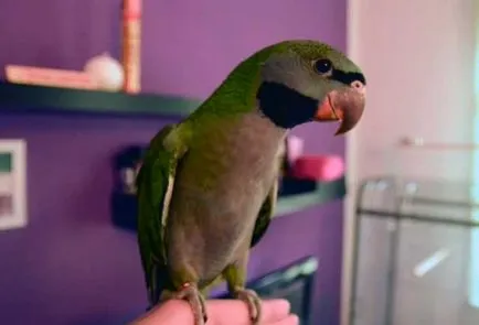 Ozherelovy Parrot Kramer видове папагали ozherelovogo (снимка)