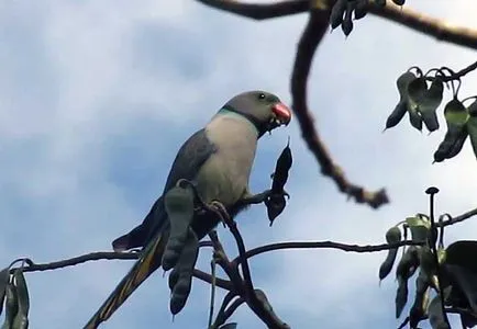 Ozherelovy Parrot Kramer видове папагали ozherelovogo (снимка)