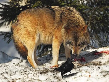 Wolf vadászat a csali