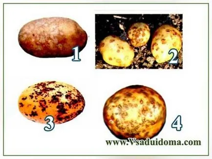 Картофена краста (снимка) видове и борбата срещу болестта, на мястото на градина, вила и стайни растения