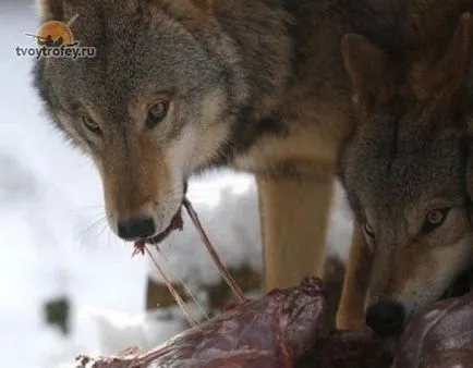 Миризлив и вкусово Wolf стръв