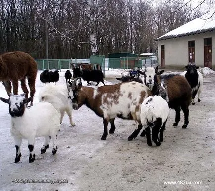 Ovine și caprine Partea 2 (fapte interesante video, foto)