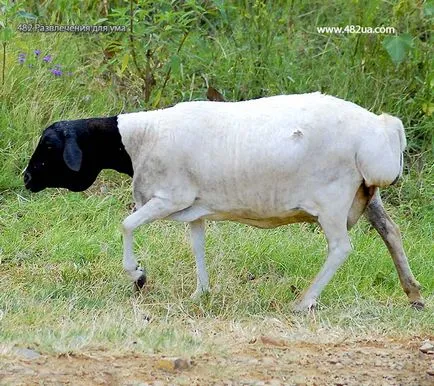 Ovine și caprine Partea 2 (fapte interesante video, foto)