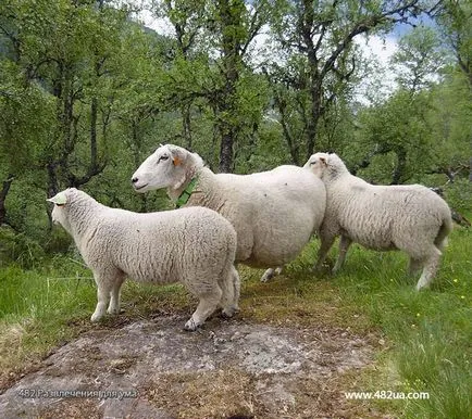 Овце и кози, част 2 (видео интересни факти снимка)