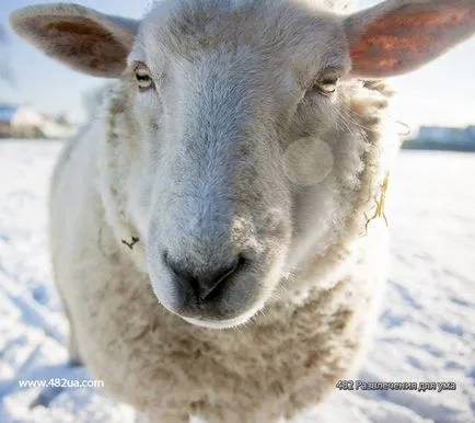 Ovine și caprine Partea 2 (fapte interesante video, foto)