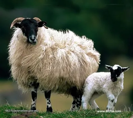 Овце и кози, част 2 (видео интересни факти снимка)