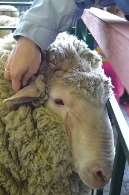 Овца в овчи - Справедливи Masters - ръчна изработка, ръчно изработени