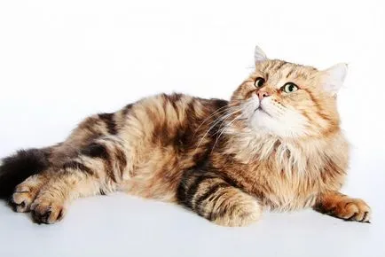 Kilátásai tenyésztése szibériai macskák