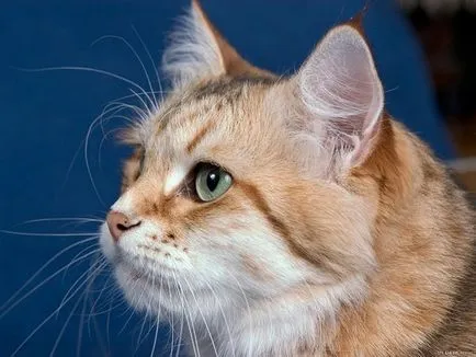 Kilátásai tenyésztése szibériai macskák