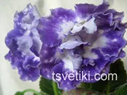 Gloxinia számára - kezdőknek