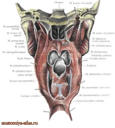 torok férfi