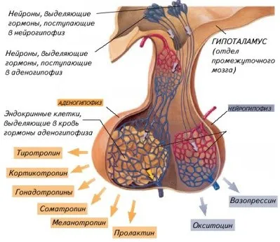 Hormonok az elülső, középső és hátsó lebeny az agyalapi mirigy, a funkcionális kapcsolat a hipotalamusz