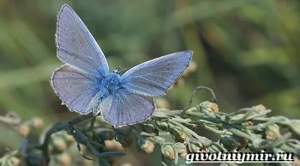 réz-pillangó pillangó