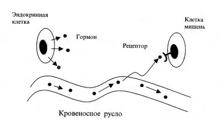 Hormonok és neurotranszmitterek