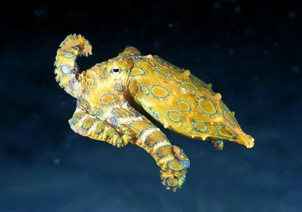 Cefalopod, cefalopode (cefalopode), caracatiță calmari gura sepie coajă
