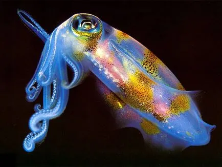 Cephalopod, lábasfejűek (Cephalopoda), polip tintahal tintahal shell száj