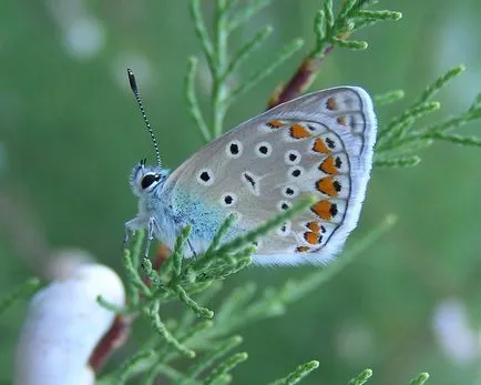 Cupru-fluture - lycaenidae