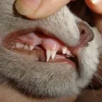 Miért a macska szag a száját, és hogyan kell kezelni azt, rothadt hal és nyáladzás, ha változik a fogak rothadás
