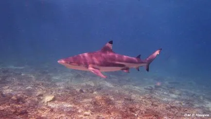 Úszás a cápák vagy cápa - turizmus