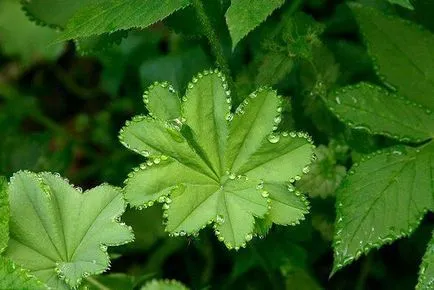 De ce plante plânge