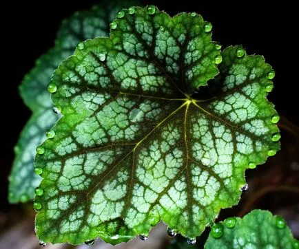 De ce plante plânge