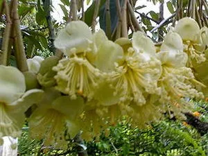 Hasznos tulajdonságai Thai egzotikus gyümölcs Durian