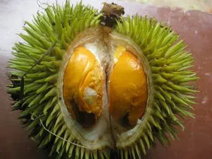 Hasznos tulajdonságai Thai egzotikus gyümölcs Durian