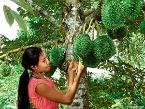 Hasznos tulajdonságai Thai egzotikus gyümölcs Durian