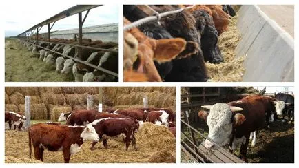 Sfaturi pentru a începe agricultori bovine îngrășare pentru carne