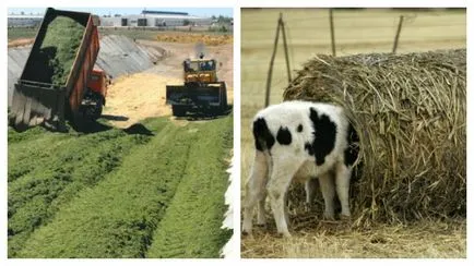 Tippek kezdő gazdálkodók Hízómarhák Hús