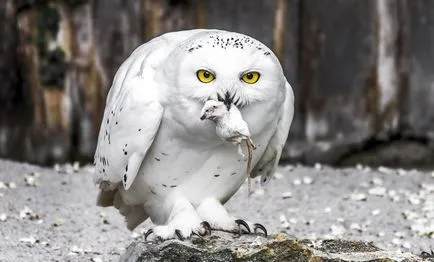 bufniță zăpadă (pasăre) sau zăpadă bufniță fotografie și descriere