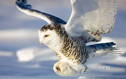 bufniță zăpadă (pasăre) sau zăpadă bufniță fotografie și descriere