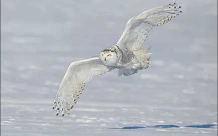 bufniță zăpadă (pasăre) sau zăpadă bufniță fotografie și descriere